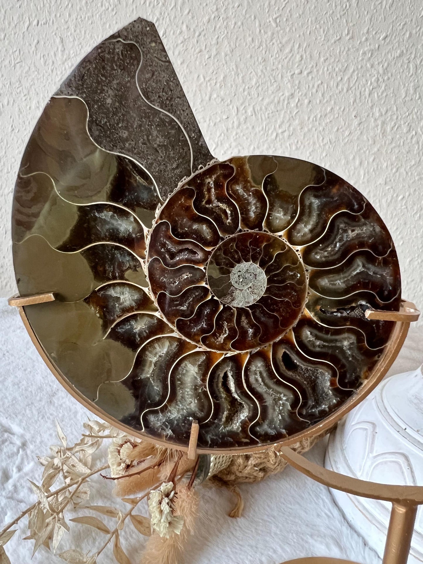 Ammoniten Paar auf Halter