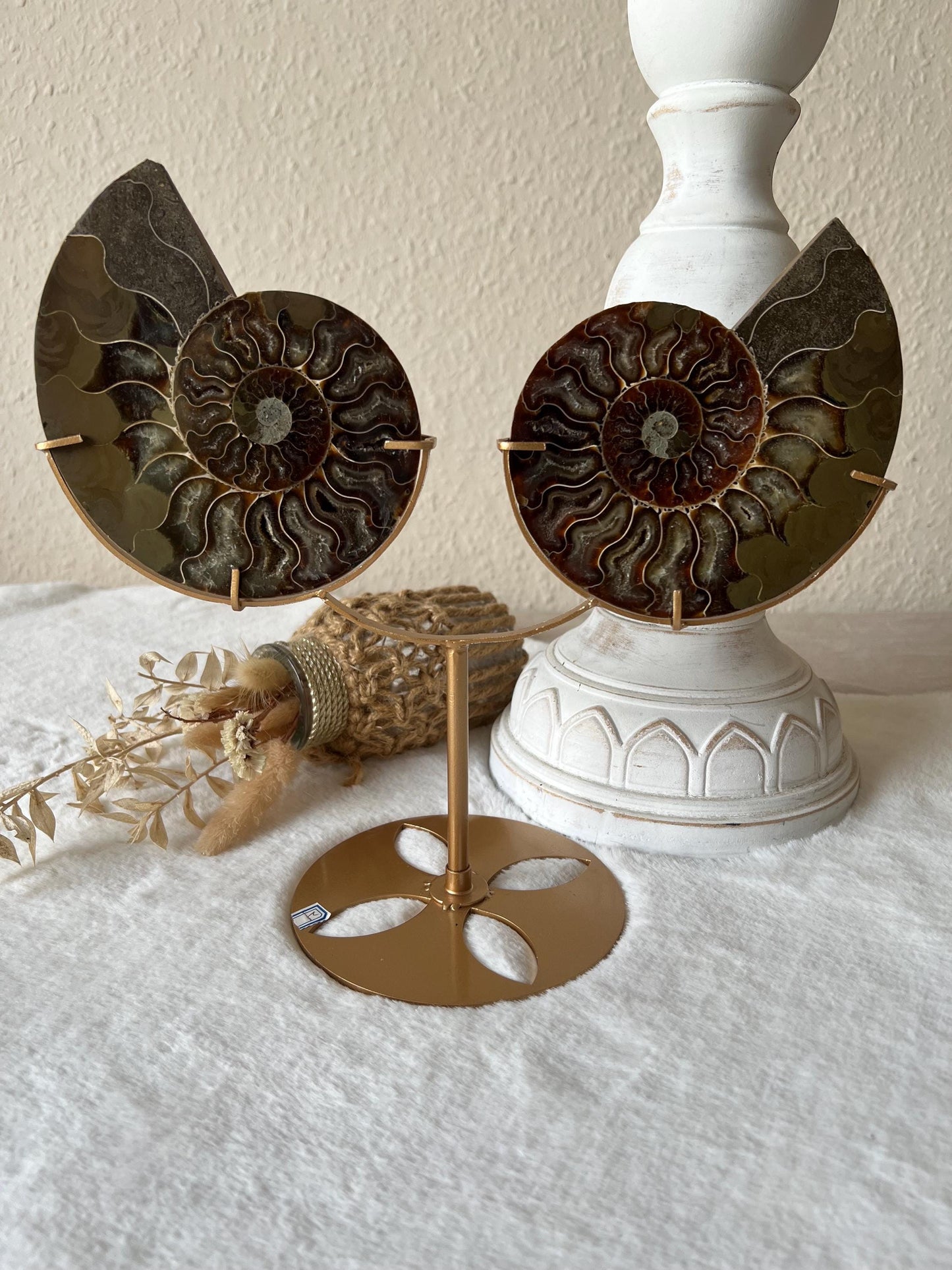 Ammoniten Paar auf Halter