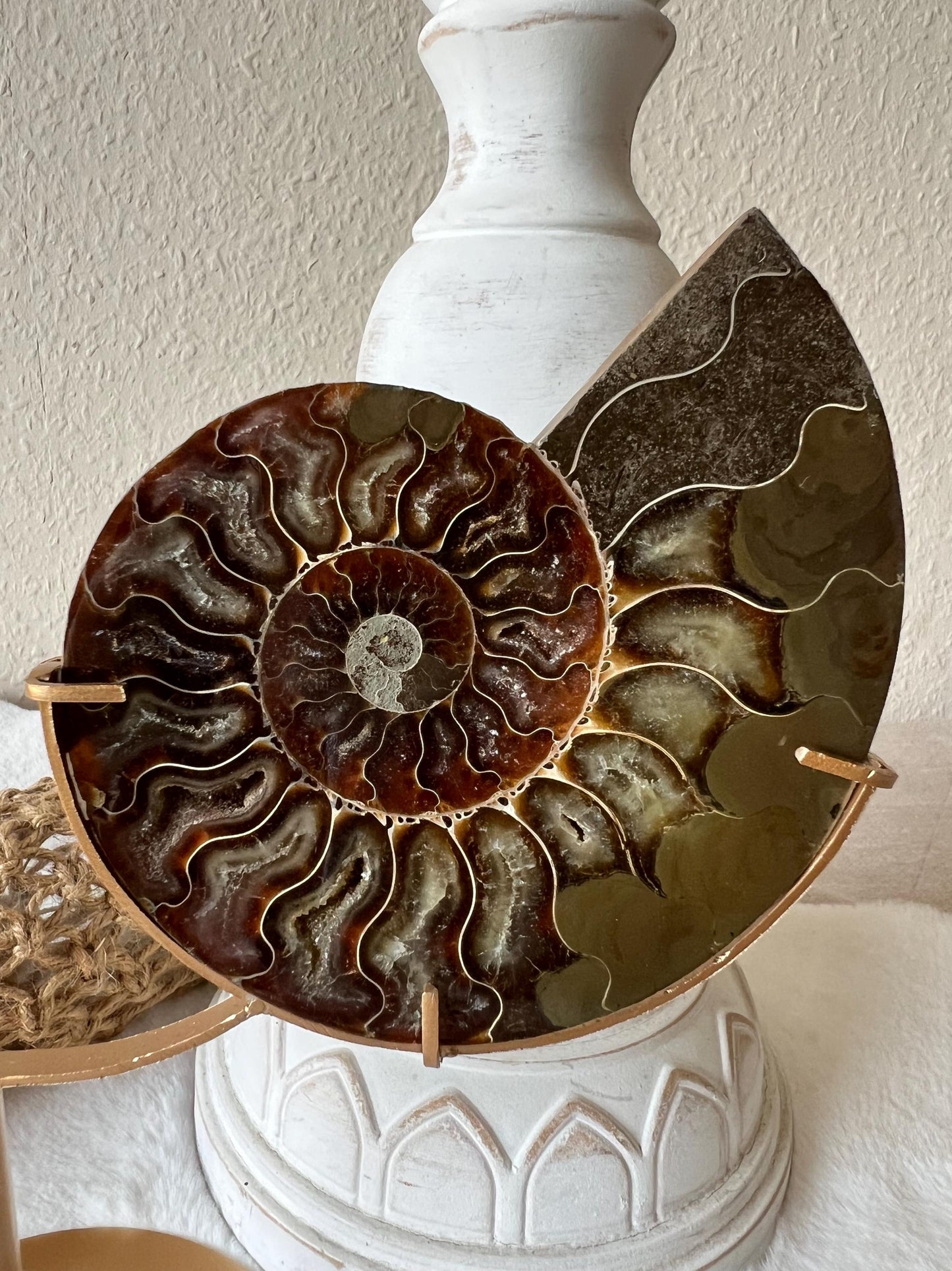 Ammoniten Paar auf Halter